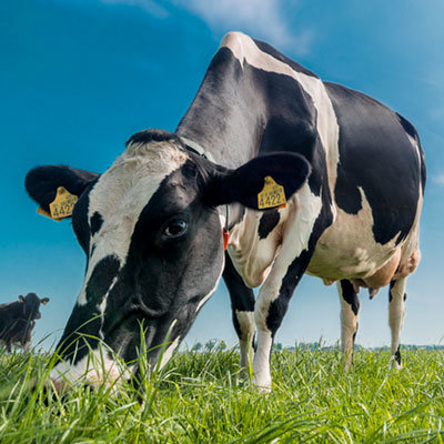 barenbrug-forage_0.jpg