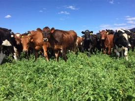 VL_Barenbrug_Lucerne_Cows.jpg