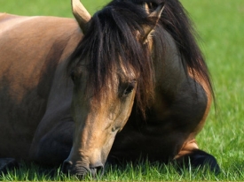 LI_paard_vs_koe.jpg