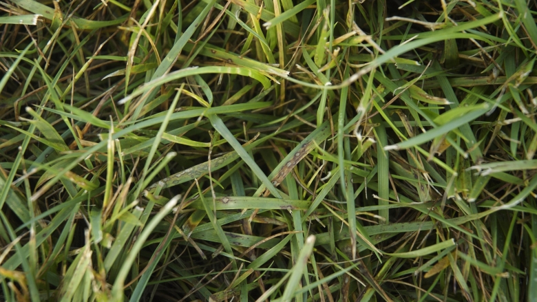 Sementi_product_image_RPRSportGLS