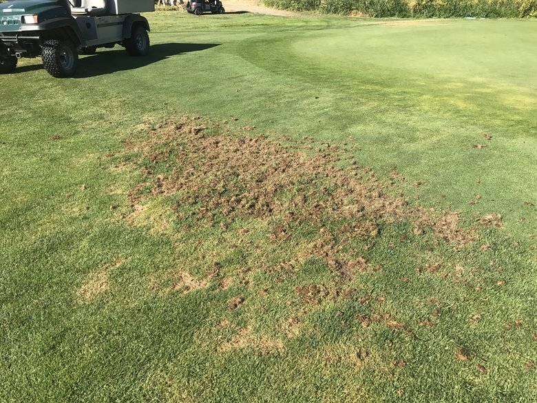 Bill Bug Damage Illahe Hills CC.jpg