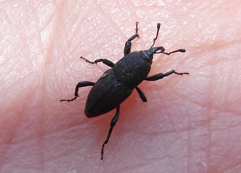 DSC00844e Bluegrass billbug adult.jpg