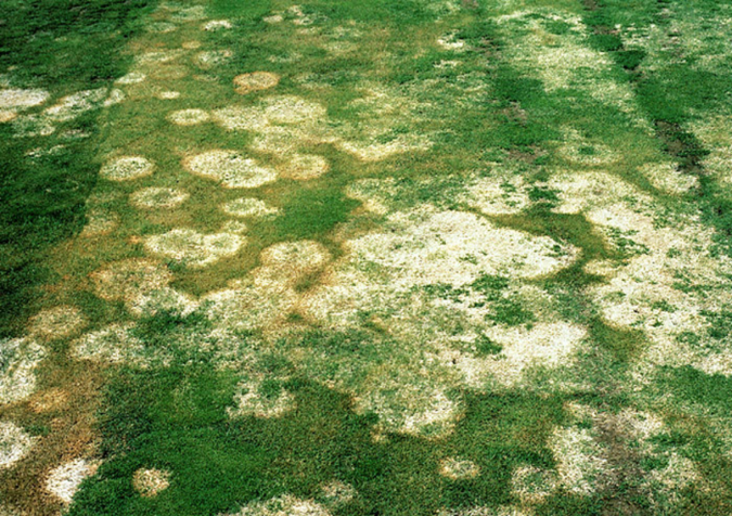 Typhula spp. (1).png