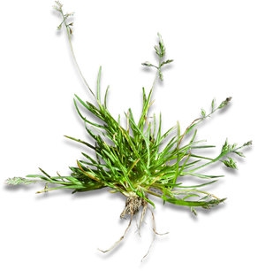 straatgras_poa_annua_plant.jpg