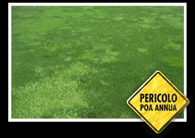 IMAGE_IT_Poa_annua_04.jpg