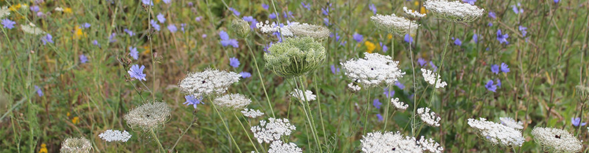 Sementi_product_header_BiodiversityWildflowers