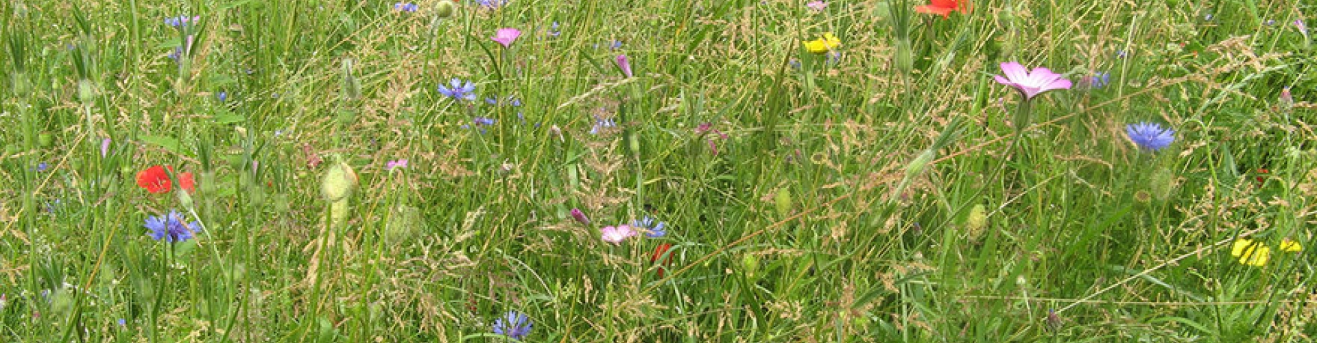 Sementi_product_header_RoadsideWildflowers