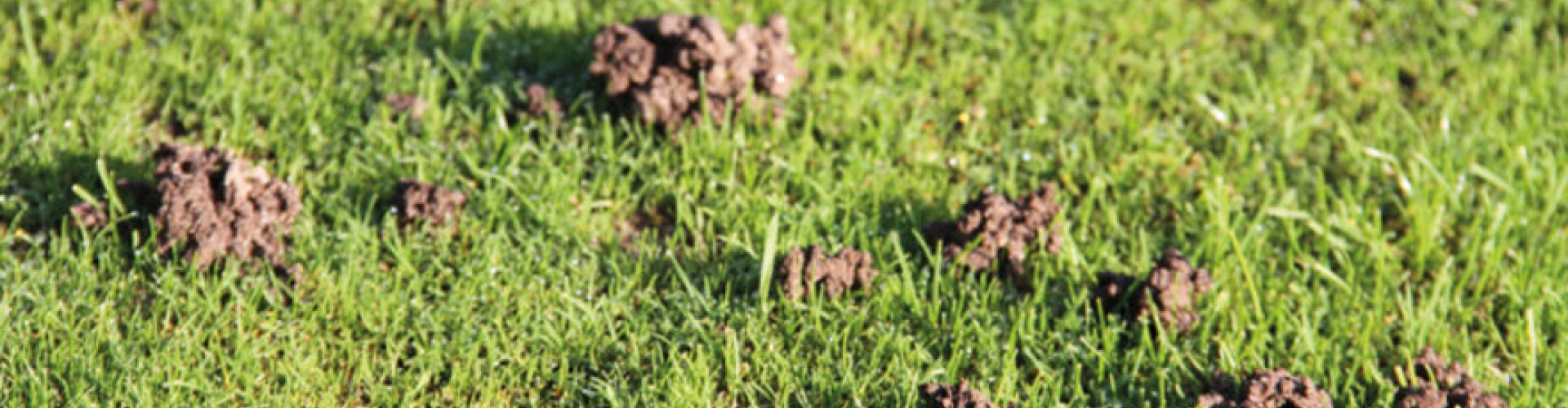 Concimi_product_header_JokerBioTurf
