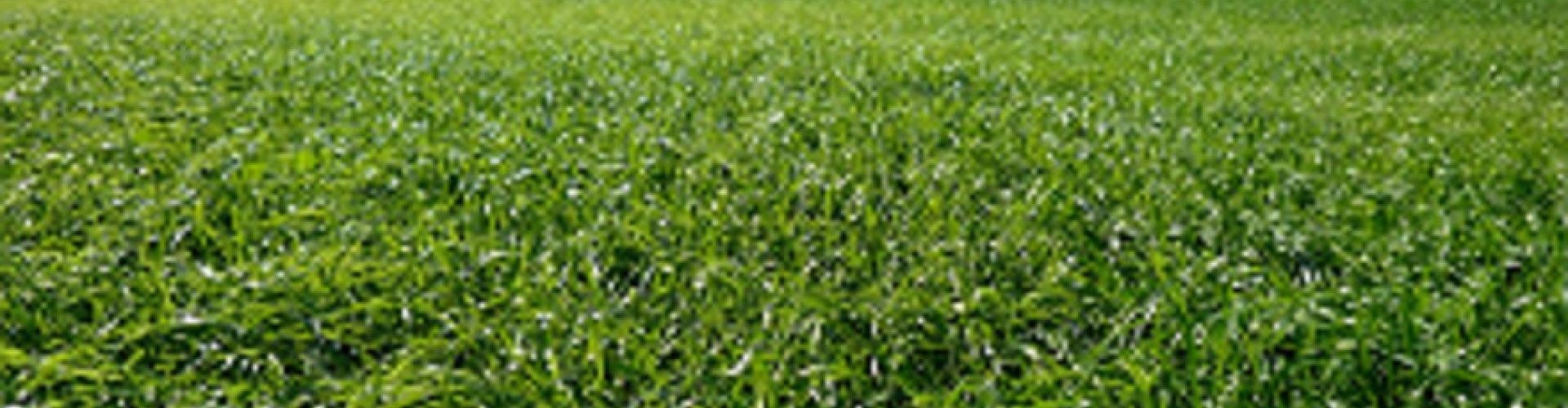 Foraggere_product_header_BarspectraII