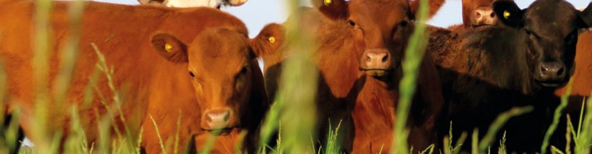 Foraggere_product_header_BeefMaster