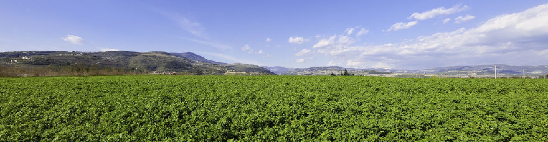 Foraggere_product_header_Dorine