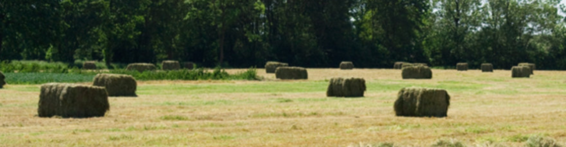 Foraggere_product_header_HayMaster