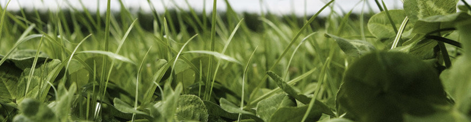 Foraggere_product_header_ProtaPlus