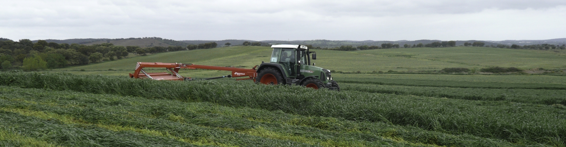 Westerwold Ryegrass