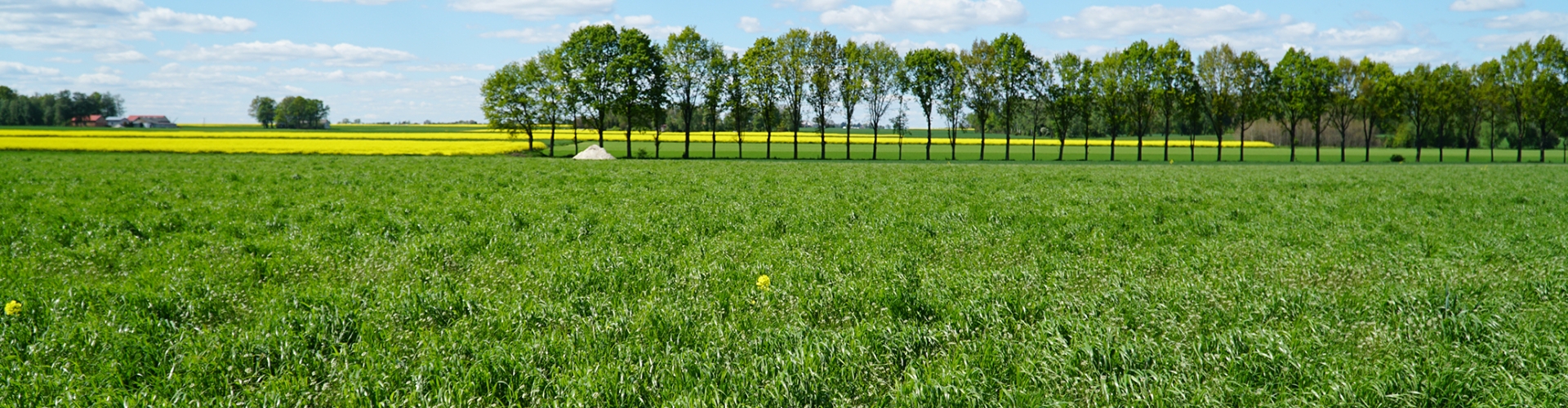 Westerwold ryegrass grass variety