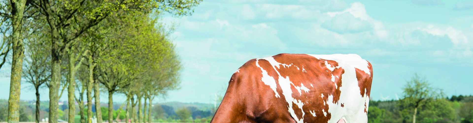 Header_NutriFibre_Healty_cow (002).jpg