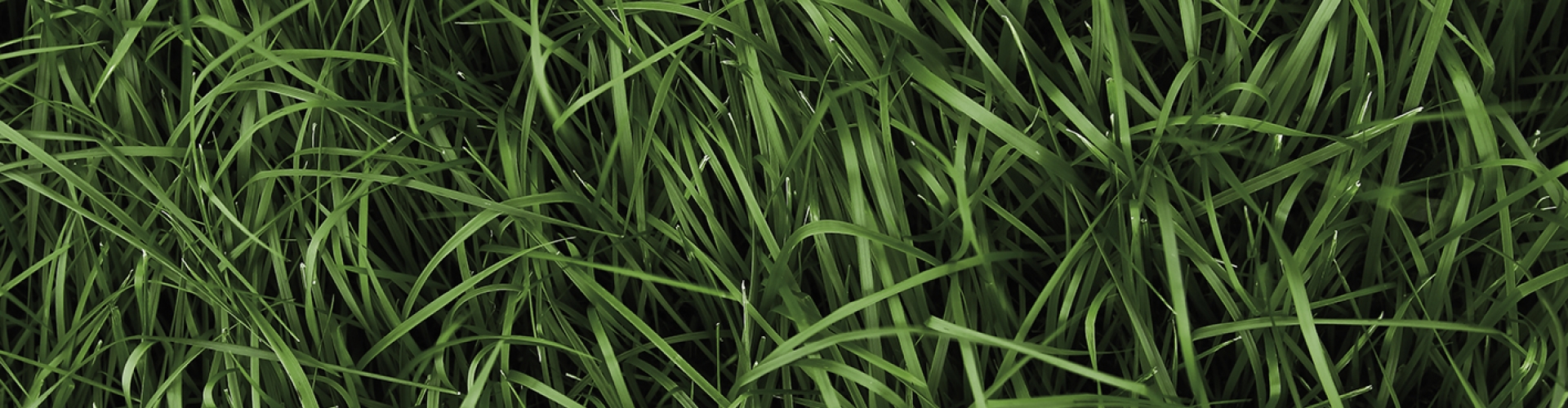 Header_NutriFibre_mineral efficient.jpg