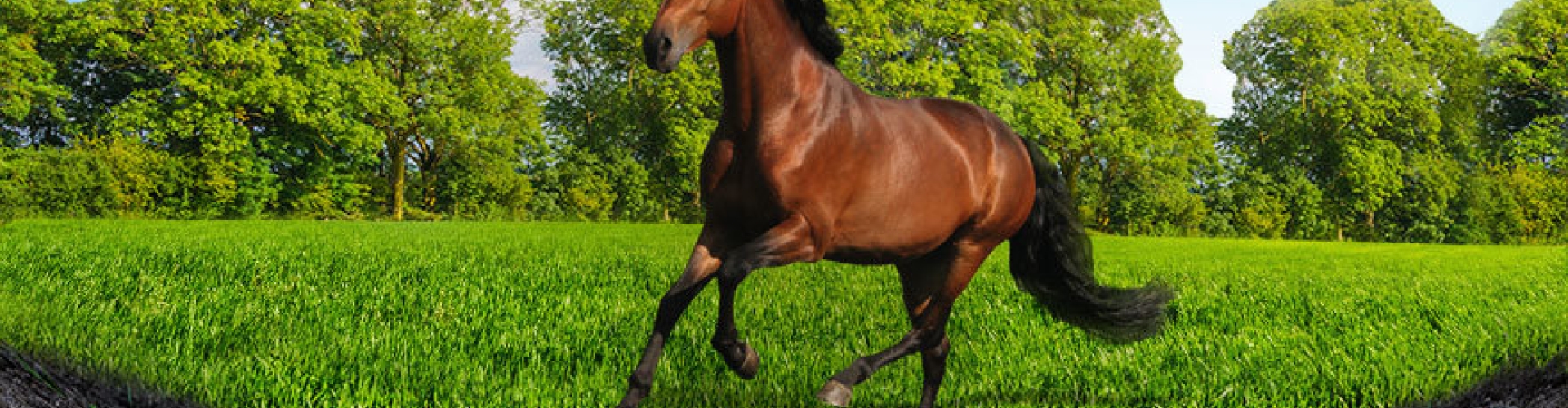 Large_HorseMaster_RPR.jpg