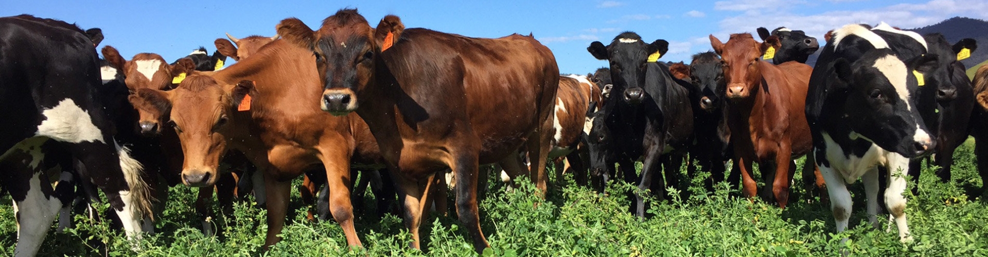 PH_Barenbrug_Lucerne_Cows.jpg