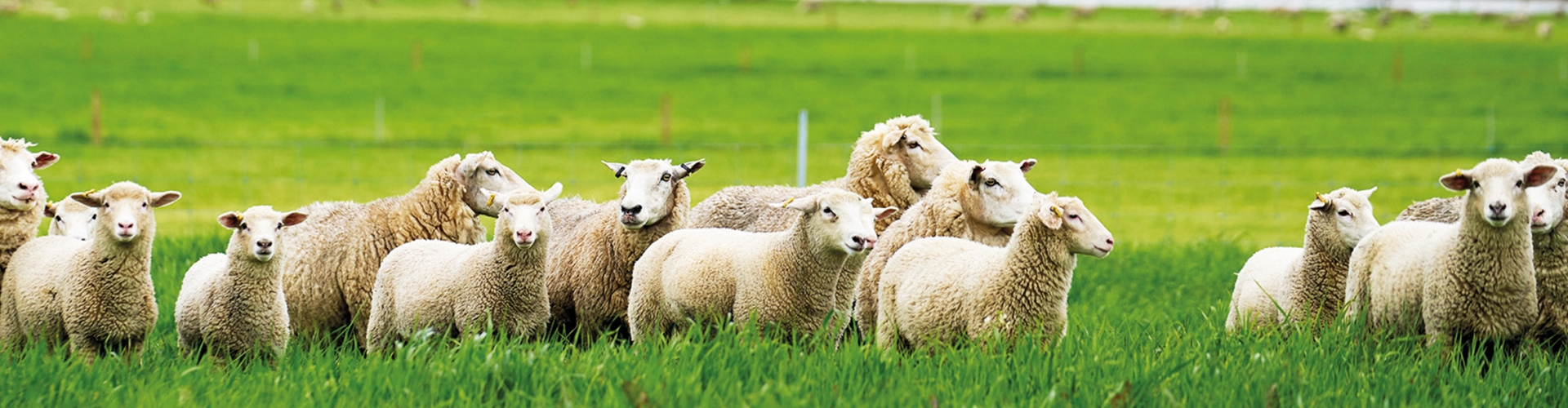 Ag_Product Header_Barbumper_0.jpg