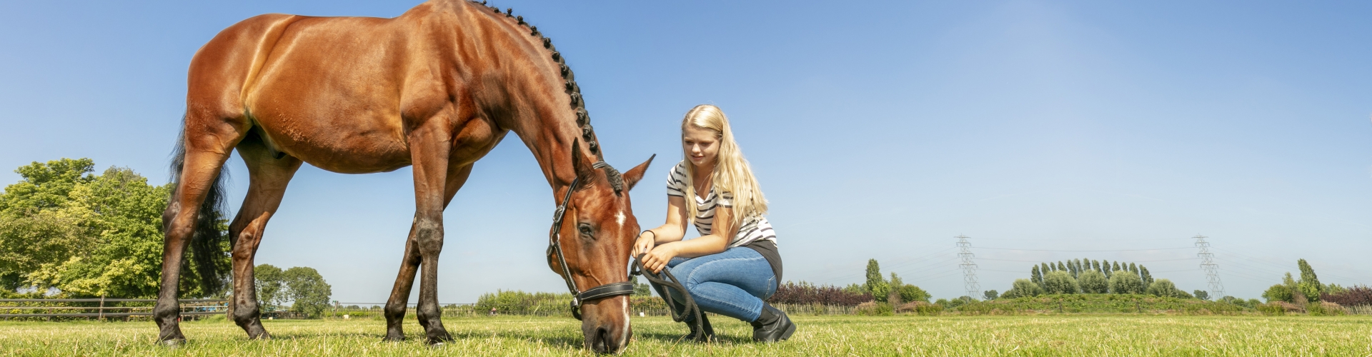HorseMaster_header.jpg