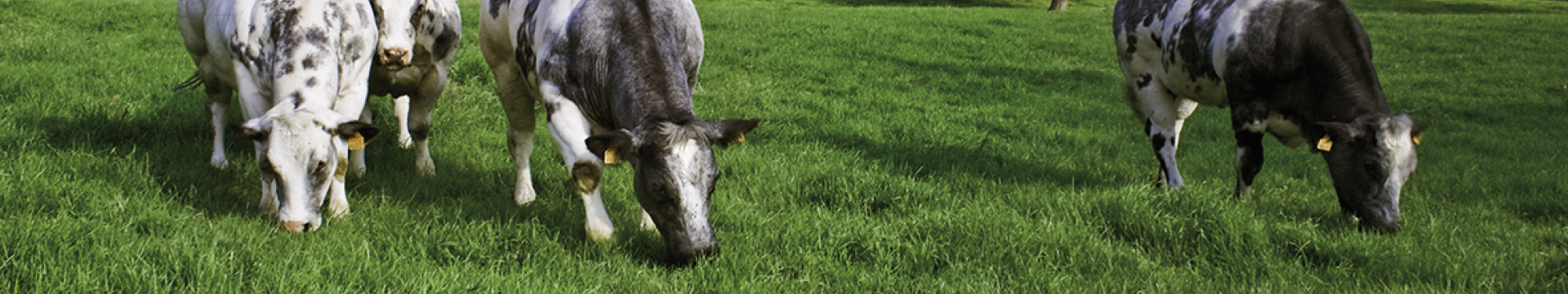 Segmento Bovini da carne